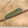 pap machaon larva13 kher